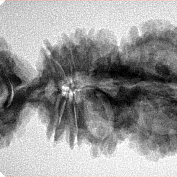 18 Mukhi Trijuti 40.4mm 5.81gm - Origin: Nepal - Inverse xray