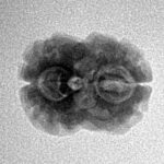 2 Mukhi Rudraksha 20mm 1.64gm - Inverse xray