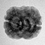 2 Mukhi Rudraksha 22.5mm 2.26gm - Inverse xray