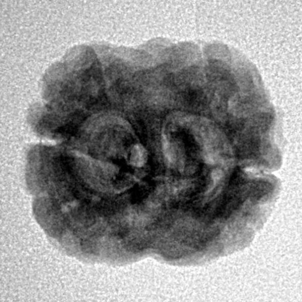 2 Mukhi Rudraksha 22.5mm 2.26gm - Inverse xray