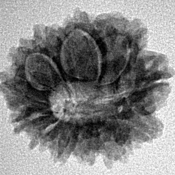 12 Mukhi Rudraksha 22.1mm 2.69gm - Inverse xray