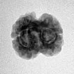 2 Mukhi Rudraksha 22.4mm 1.89gm - Inverse xray