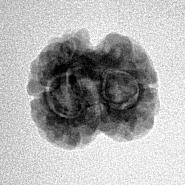 2 Mukhi Rudraksha 22.4mm 1.89gm - Inverse xray