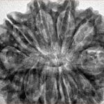 11 Mukhi Rudraksha 32.5mm 6.67gm - Inverse xray