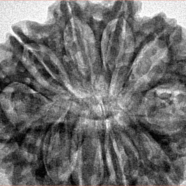 11 Mukhi Rudraksha 32.5mm 6.67gm - Inverse xray