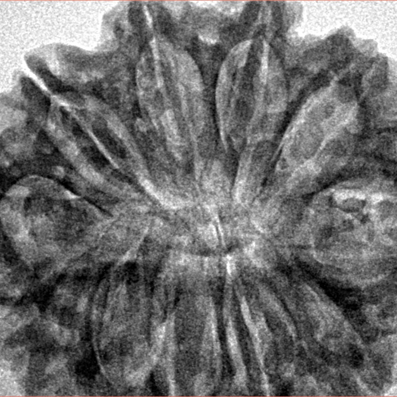 11 Mukhi Rudraksha 32.5mm 6.67gm - Inverse xray