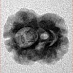2 Mukhi Rudraksha 17.7mm 1.29gm - Inverse xray
