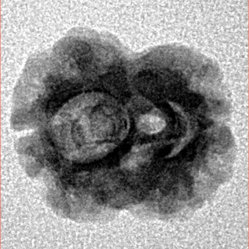 2 Mukhi Rudraksha 17.7mm 1.29gm - Inverse xray
