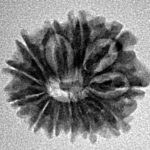 12 Mukhi Rudraksha 19.1mm 1.84gm - Inverse xray