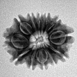 12 Mukhi Rudraksha 21.1mm 2.5gm - Inverse xray