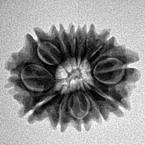 12 Mukhi Rudraksha 21.1mm 2.5gm - Inverse xray