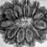 11 Mukhi Rudraksha 32mm 7.17gm - Inverse xray