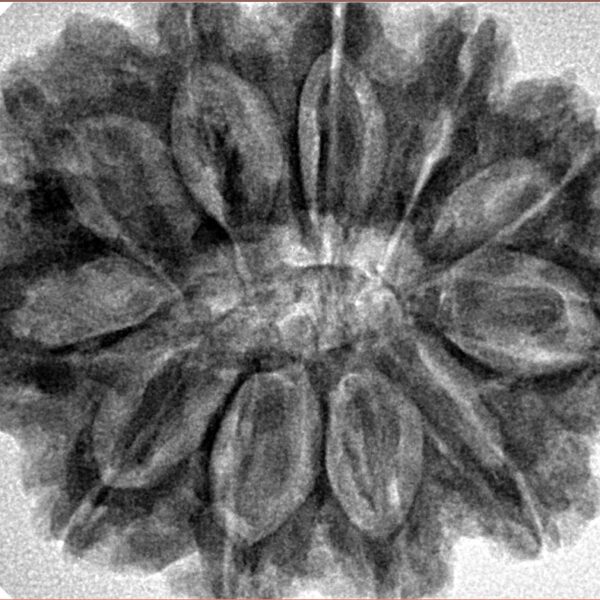 11 Mukhi Rudraksha 32mm 7.17gm - Inverse xray