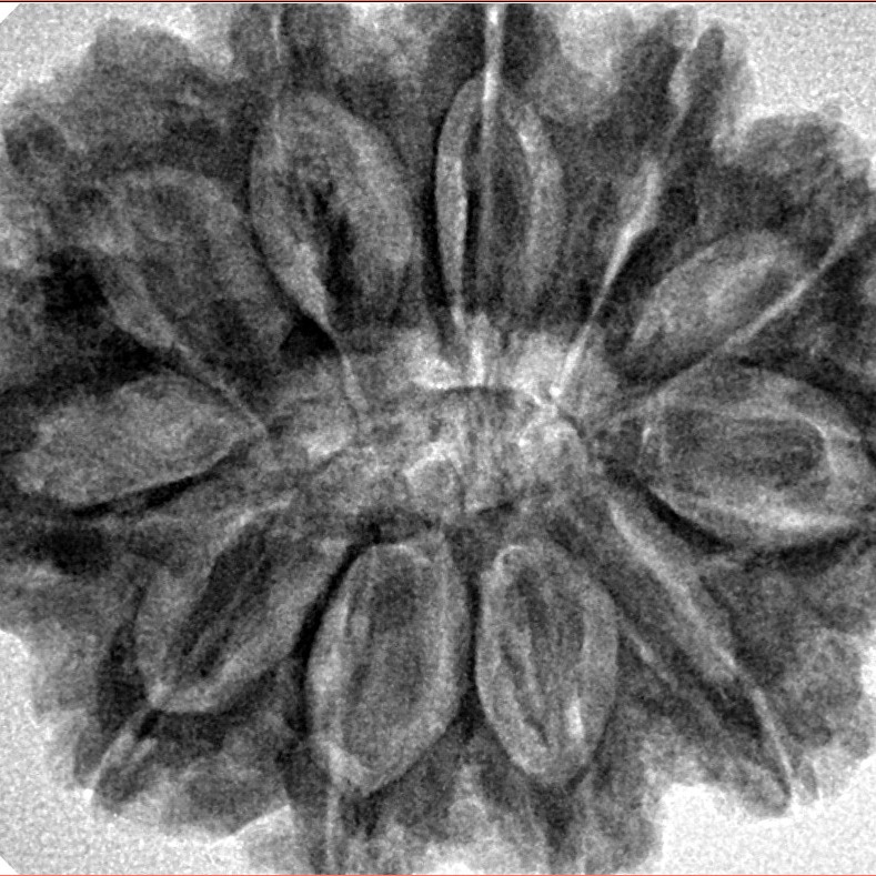 11 Mukhi Rudraksha 32mm 7.17gm - Inverse xray