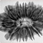 12 Mukhi Rudraksha 30.8mm 6.53gm - Inverse xray