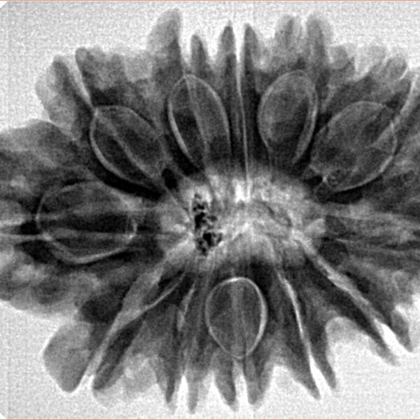12 Mukhi Rudraksha 30.8mm 6.53gm - Inverse xray