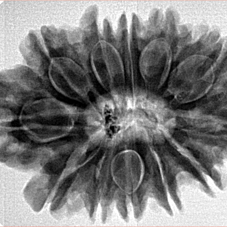 12 Mukhi Rudraksha 30.8mm 6.53gm - Inverse xray