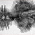 15 Mukhi Trijuti 54.5mm 12.31gm - Inverse xray