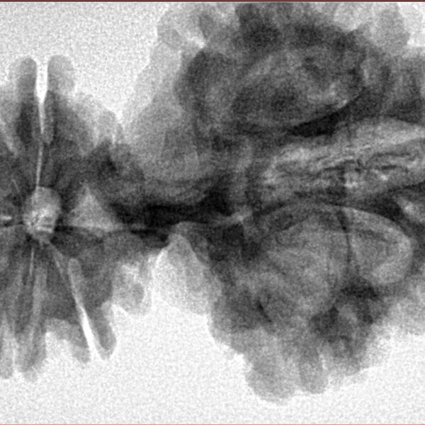 15 Mukhi Trijuti 54.5mm 12.31gm - Inverse xray