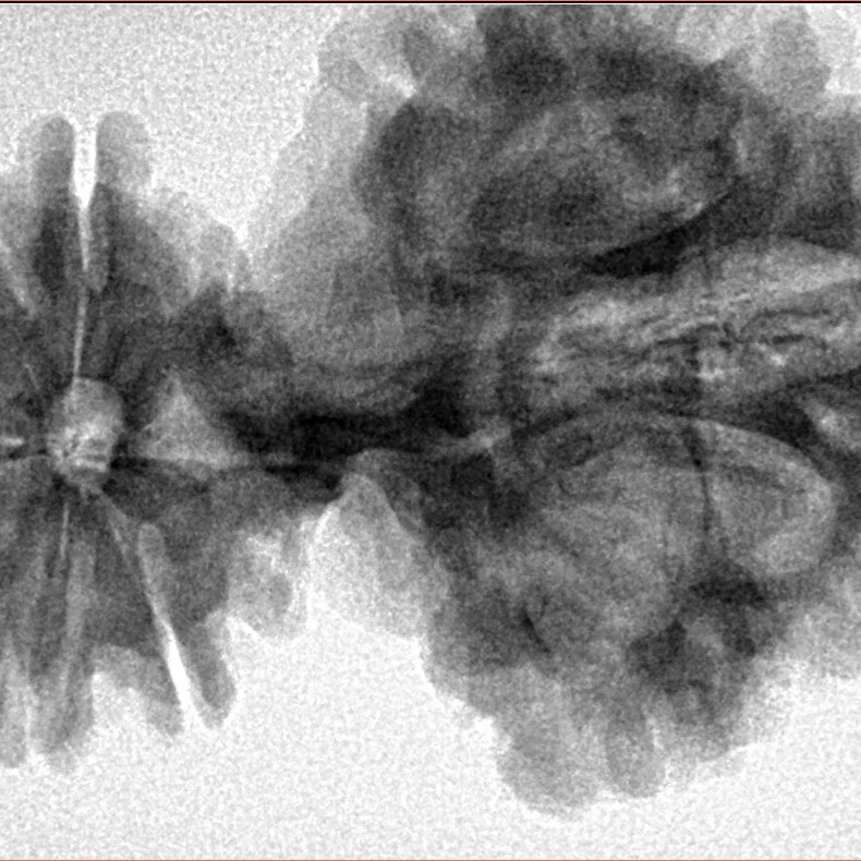 15 Mukhi Trijuti 54.5mm 12.31gm - Inverse xray