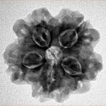 1MK(Underdeveloped) 23.4mm 4.07gm - Inverse xray