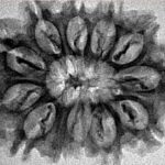 12 Mukhi Rudraksha 28.9mm 3.69gm - Inverse xray