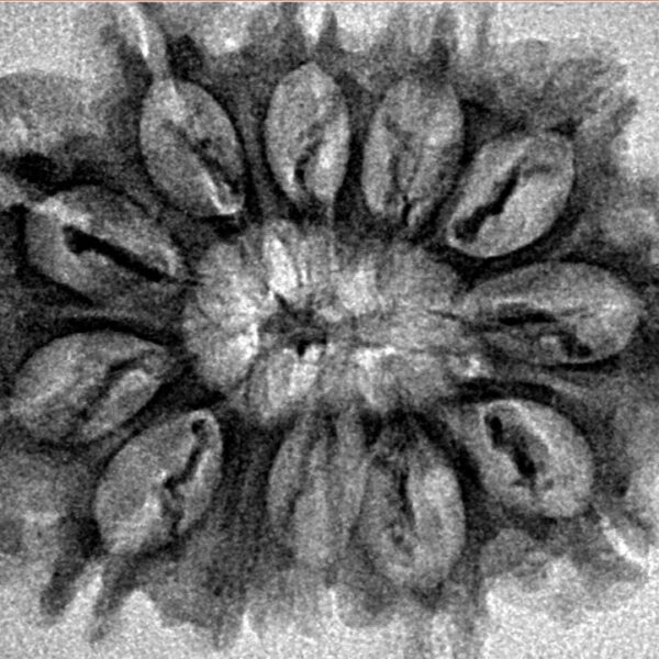 12 Mukhi Rudraksha 28.9mm 3.69gm - Inverse xray