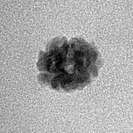 2 Mukhi Rudraksha 10.5mm 0.3gm - Inverse xray