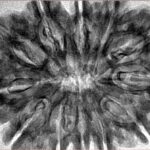 12 Mukhi Rudraksha 35.3mm 7.4gm - Inverse xray