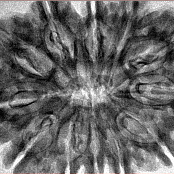 12 Mukhi Rudraksha 35.3mm 7.4gm - Inverse xray