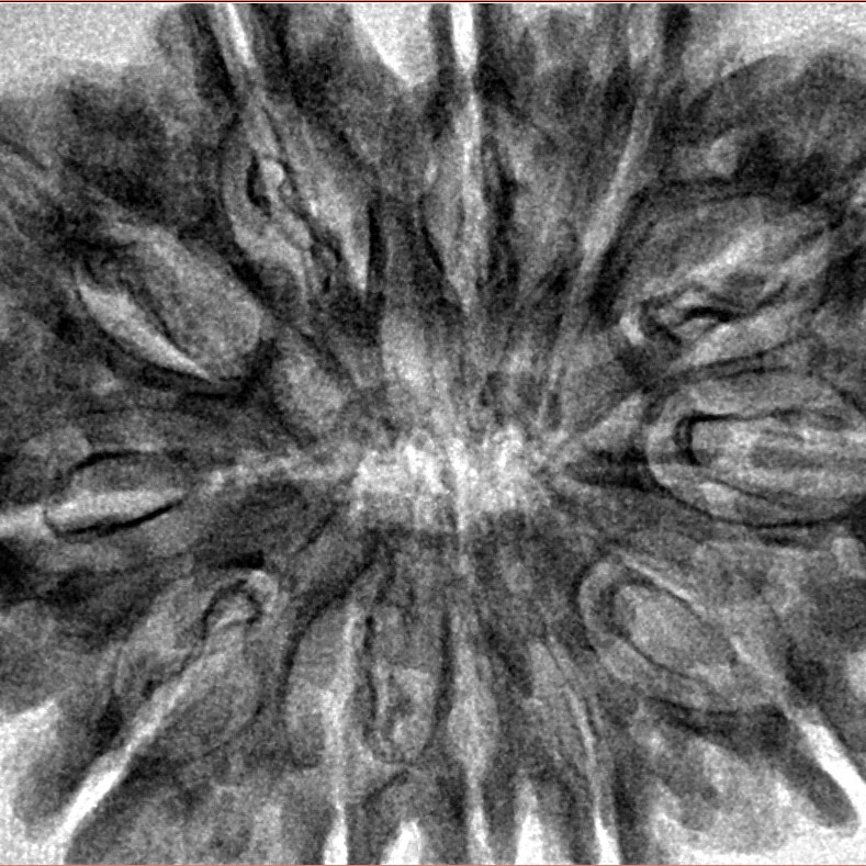 12 Mukhi Rudraksha 35.3mm 7.4gm - Inverse xray