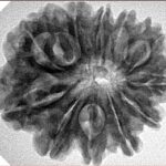 11 Mukhi Rudraksha 27.8mm 5.4gm - Inverse xray