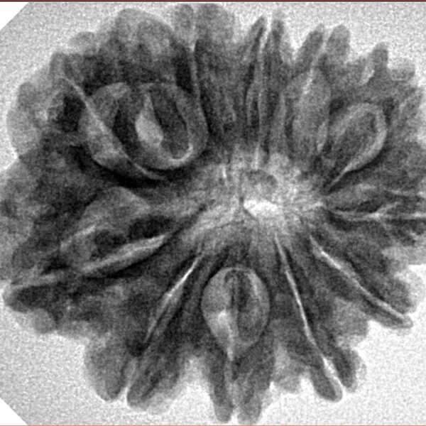 11 Mukhi Rudraksha 27.8mm 5.4gm - Inverse xray