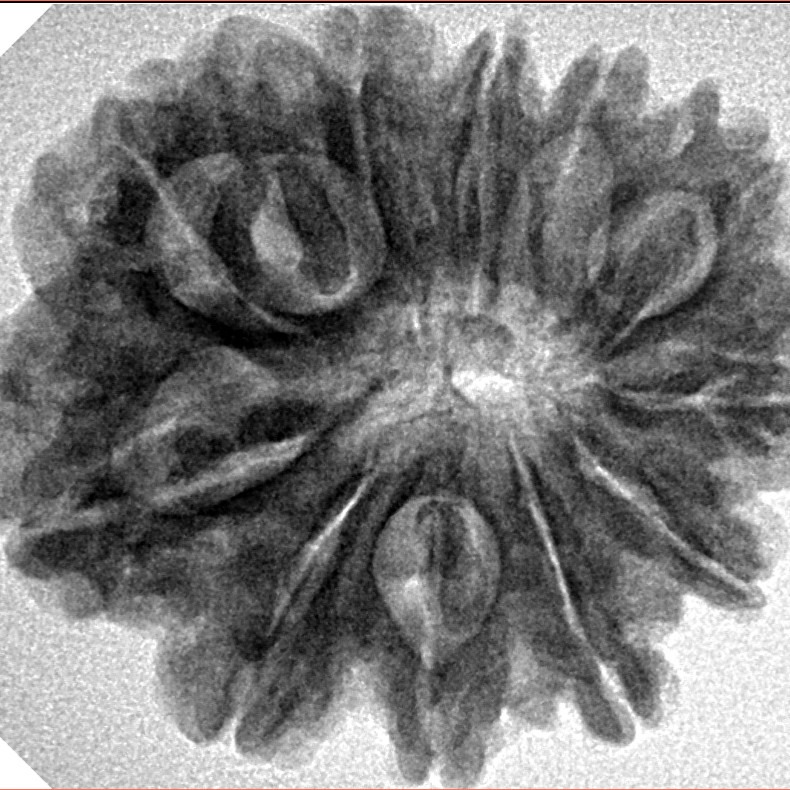 11 Mukhi Rudraksha 27.8mm 5.4gm - Inverse xray