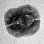 2 Mukhi Rudraksha 21.3mm 1.9gm - Inverse xray