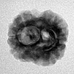 2 Mukhi Rudraksha 21.7mm 1.9gm - Inverse xray