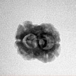 2 Mukhi Rudraksha 21.4mm 1.56gm - Inverse xray