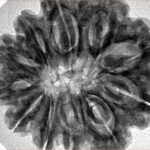 11 Mukhi Rudraksha 29.6mm 7.23gm - Inverse xray