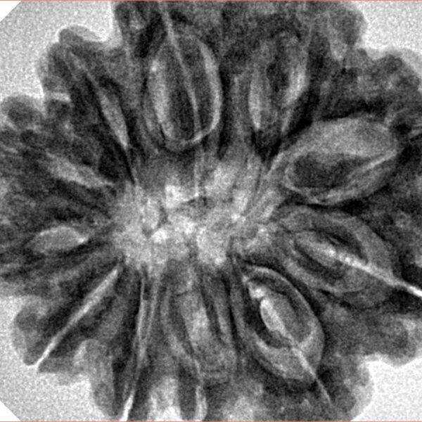 11 Mukhi Rudraksha 29.6mm 7.23gm - Inverse xray