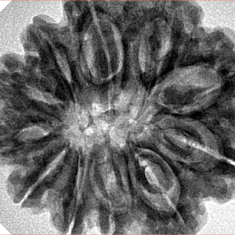 11 Mukhi Rudraksha 29.6mm 7.23gm - Inverse xray