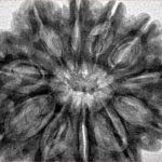 11 Mukhi Rudraksha 32.7mm 8gm - Inverse xray