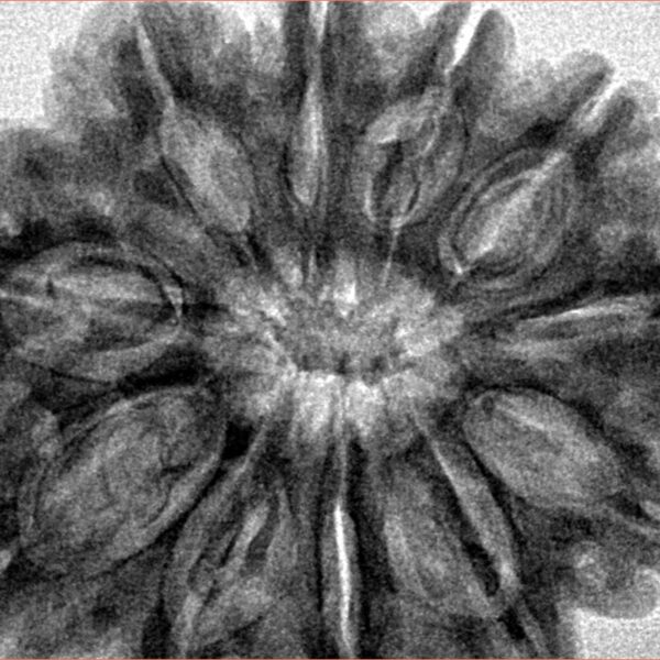 11 Mukhi Rudraksha 32.7mm 8gm - Inverse xray