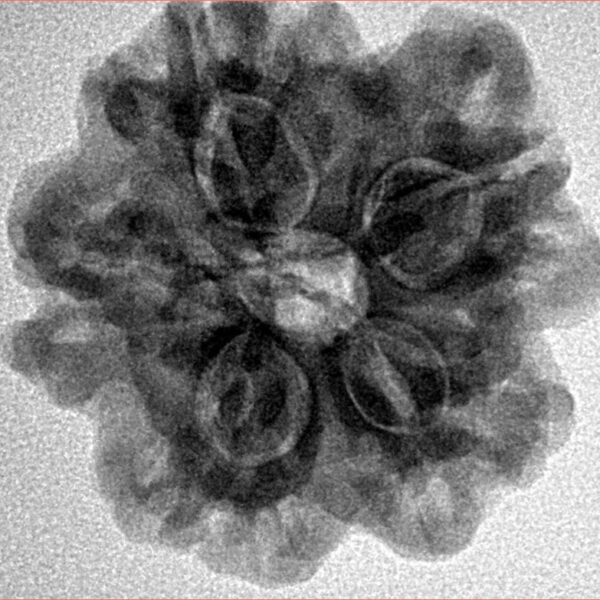 1MK(Underdeveloped) 22.6mm 3.89gm - Inverse xray