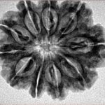 10 Mukhi Rudraksha 27.4mm 5gm - Inverse xray