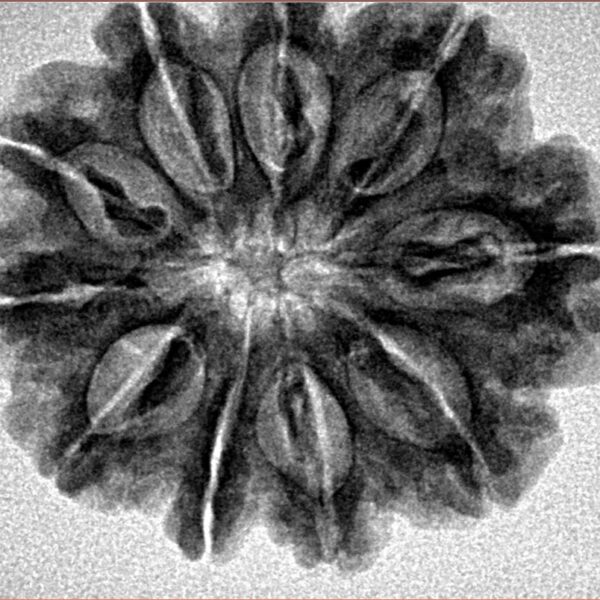 10 Mukhi Rudraksha 27.4mm 5gm - Inverse xray