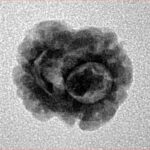 2 Mukhi Rudraksha 17.6mm 1.37gm - Inverse xray