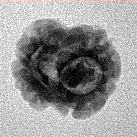 2 Mukhi Rudraksha 17.6mm 1.37gm - Inverse xray