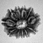 11 Mukhi Rudraksha 21.2mm 2.41gm - Inverse xray