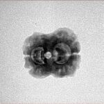 2 Mukhi Rudraksha 20.1mm 1.55gm - Inverse xray