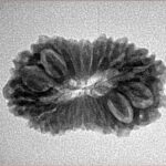 16 Mukhi Rudraksha 25.4mm 2.59gm - Inverse xray